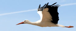 tl_files/px_artikel/Bueromaterial/storch.jpg